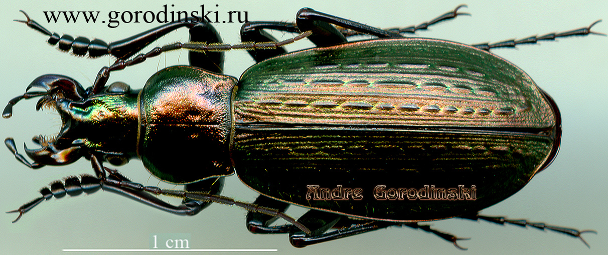 http://www.gorodinski.ru/carabus/Cupreocarabus lixianensis lixianensis.jpg